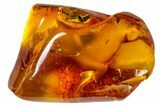 Detailed Fossil Wasp (Hymenoptera) In Baltic Amber #163515-1